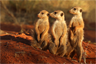 Meerkats (Suricata suricatta), Tswalu Kalahari Reserve, South Africa