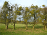 Mistletoe growing in abundance in the Wye Valley, Wales