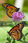 Monarch butterfly (top) and Viceroy (bottom) Monarch butterfly (top) and Viceroy (bottom)