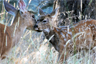 A well-camouflaged mule deer being attended to by its mother A well-camouflaged mule deer being attended to by its mother
