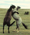 Mustang stallions fighting Mustang stallions fighting