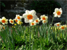 Daffodils of the variety Narcissus 'Barrett Browning' Daffodils of the variety Narcissus 'Barrett Browning'