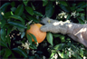 Shaking an orange tree Shaking an orange tree