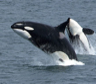 Two orcas Two orcas
