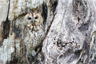 An owl of undetermined species An owl of undetermined species