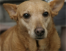 A pariah dog A pariah dog