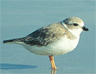 The piping plover, a threatened species of shore bird The piping plover, a threatened species of shore bird