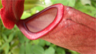 A pitcher plant A pitcher plant