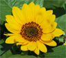 Sunflower (Helianthus annuus). Jardin des Plantes, Paris Sunflower (Helianthus annuus). Jardin des Plantes, Paris