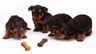 Puppies waiting intently for a shot at the treat Puppies waiting intently for a shot at the treat