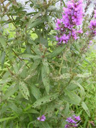 Damage to Purple Loosestrife due to feeding by the galerucella beetle Damage to Purple Loosestrife due to feeding by the galerucella beetle