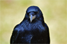 A raven A raven