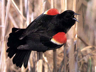 Male Red-Winged Blackbird displaying during breeding season Male Red-Winged Blackbird displaying during breeding season