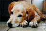 How a dog might express remorse How a dog might express remorse