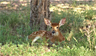 A fawn resting in sunlight-speckled high grass A fawn resting in sunlight-speckled high grass