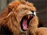 A roaring lion, a metaphor for what can happen when comments on the work of another lead to toxic conflict A roaring lion, a metaphor for what can happen when comments on the work of another lead to toxic conflict