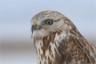 A Rough-Legged Hawk surveys its domain A Rough-Legged Hawk surveys its domain
