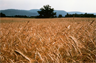 A field of Cereal Rye A field of Cereal Rye