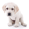 A nervous dog A nervous dog