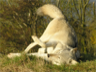Duma, a wolf at the UK Wolf Conservation Trust, rolls to capture a scent atop a mound Duma, a wolf at the UK Wolf Conservation Trust, rolls to capture a scent atop a mound
