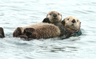 A sea otter and pup A sea otter and pup
