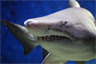 A shark of unspecified species A shark of unspecified species