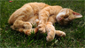 A cat sleeping on grass A cat sleeping on grass