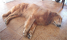 A sleeping dog A sleeping dog