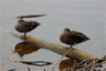 Sleeping ducks Sleeping ducks