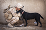 Mutual respect between a soldier and a military canine Mutual respect between a soldier and a military canine