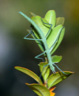 Spanish Walking Stick insect (Leptynia hispanica) Spanish Walking Stick insect (Leptynia hispanica)