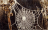 A frost-covered spider web A frost-covered spider web