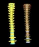 The spine of a human male The spine of a human male