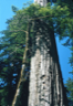 Two redwoods in the Stout Memorial Grove of the Jedediah Smith Redwoods State Park in California Two redwoods in the Stout Memorial Grove of the Jedediah Smith Redwoods State Park in California