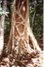 A Strangler Fig in Australia