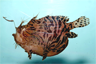 The Striped Anglerfish, Antennarius striatus The Striped Anglerfish, Antennarius striatus