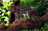 Margay cat (Leopardus wiedii) Margay cat (Leopardus wiedii)