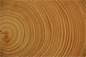 Tree rings, "documentary" evidence of past environmental conditions Tree rings, "documentary" evidence of past environmental conditions