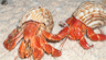 Two hermit crabs in their snail shells Two hermit crabs in their snail shells