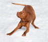 A vizsla in a pose called the play bow A vizsla in a pose called the play bow