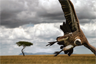 Vulture getting ready to strike a dying prey, Kenya Vulture getting ready to strike a dying prey, Kenya