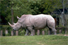 A captive white rhino A captive white rhino