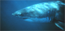 A white shark off the California coast A white shark off the California coast