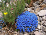 Wildflowers in the Grand Mesa Uncompahgre and Gunnison National Forests Wildflowers in the Grand Mesa Uncompahgre and Gunnison National Forests