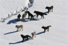 A wolf pack, probably preparing for a hunt A wolf pack, probably preparing for a hunt