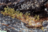 American dwarf mistletoe (Arceuthobium americanum) American dwarf mistletoe (Arceuthobium americanum)