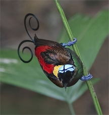Wilson's Bird-of-paradise Wilson's Bird-of-paradise