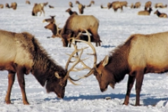 Two elk working out their differences over reproductive rights