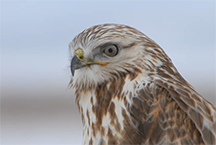 A Rough-Legged Hawk surveys its domain