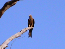 A black kite, a species of hawk